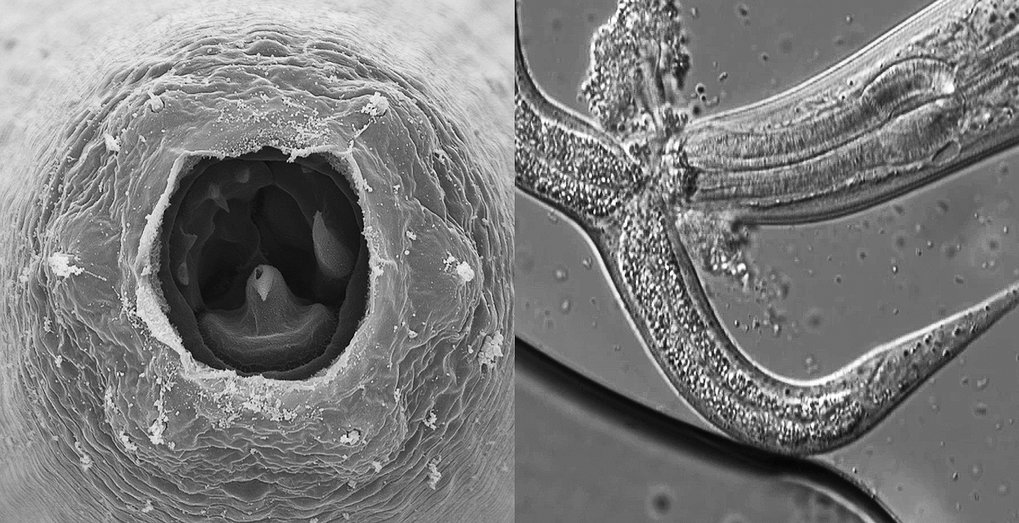 Integrative Evolutionsbiologie - Ralf J. Sommer