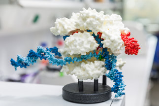 Proteinevolution - Andrei Lupas