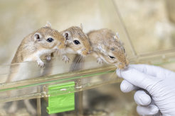 Gerbils at Max Planck Institute for Biology Tübingen