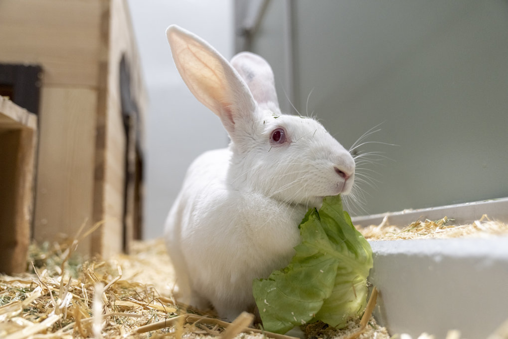 Kaninchen und Rennmäuse