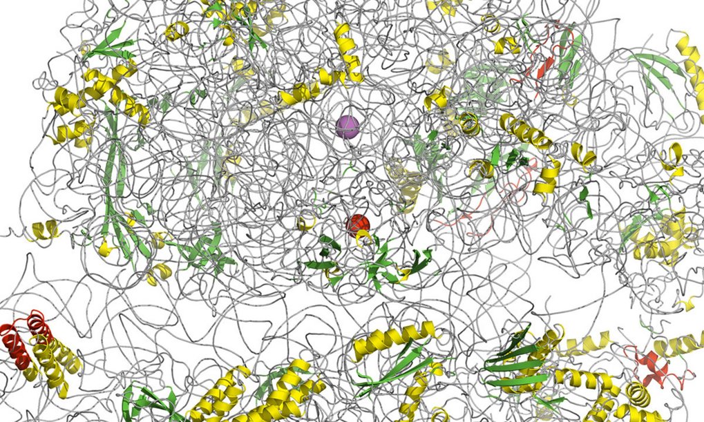 Protein-Bioinformatik