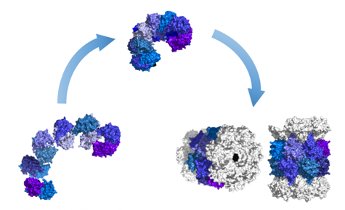 Proteinfaltung, -entfaltung und -abbau