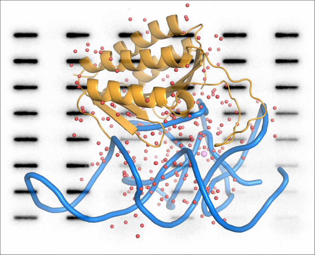 Strukturbiologie der &sbquo;Selfish RNA&lsquo;