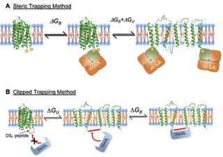 Membrane protein folding, stability, and functions