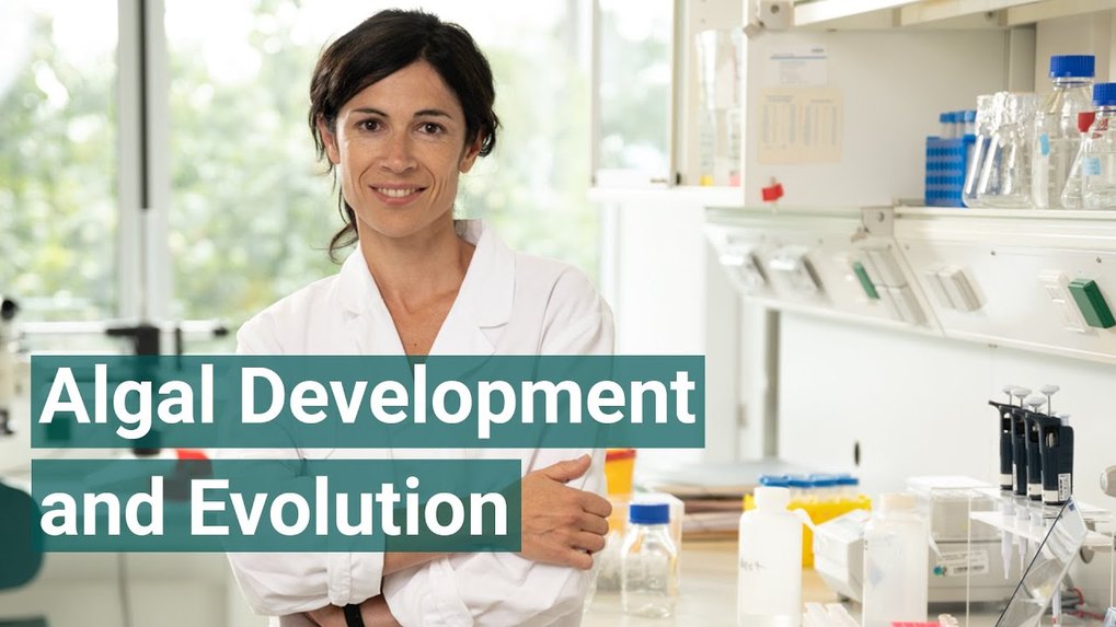 Algal Development And Evolution - Susana Coelho | Max Planck Institute ...