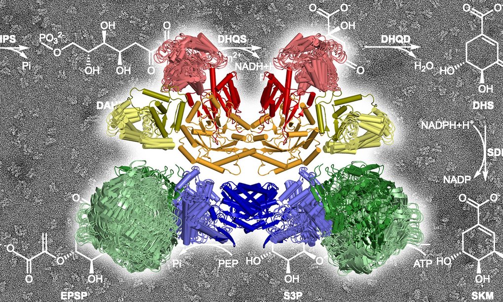 Molecular Recognition and Catalysis